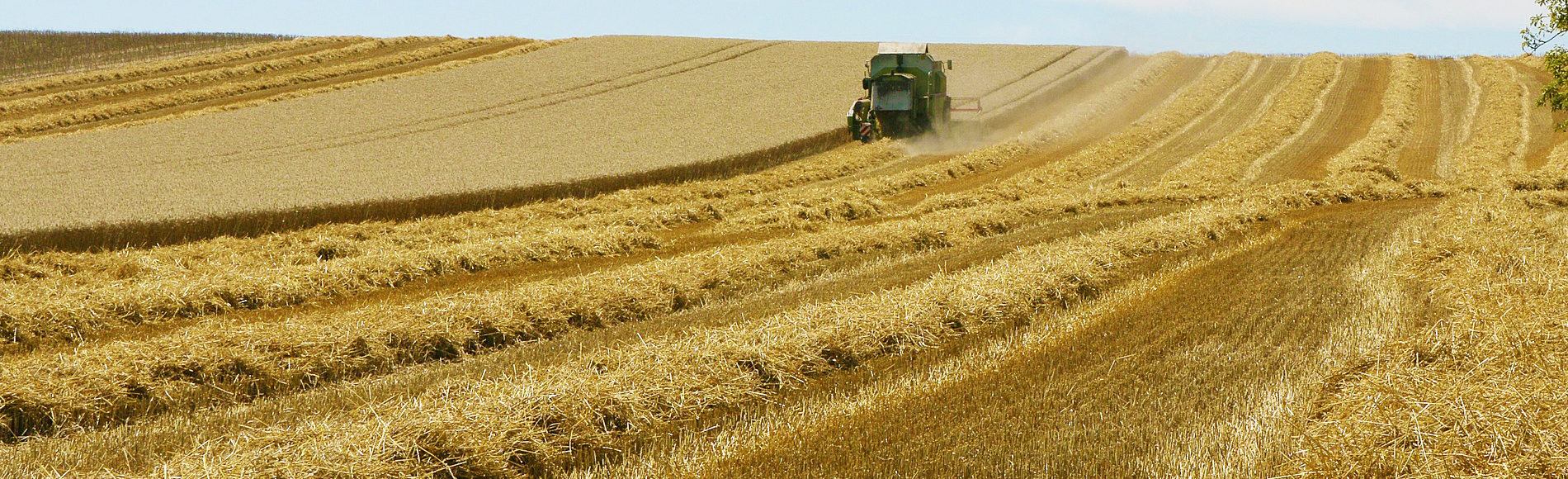 Prima della trebbiatura, la lettera alle istituzioni dai cerealicoltori.