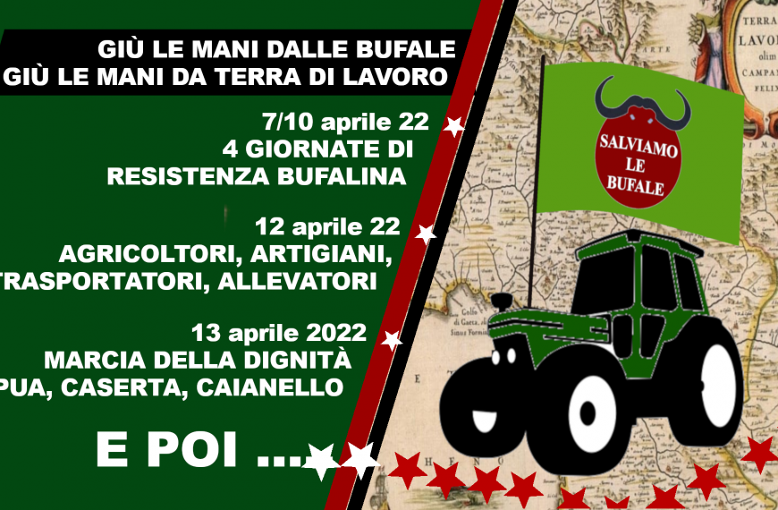 Messo a dimora l’ulivo della speranza. Grande successo delle 4 giornate di resistenza bufalina.