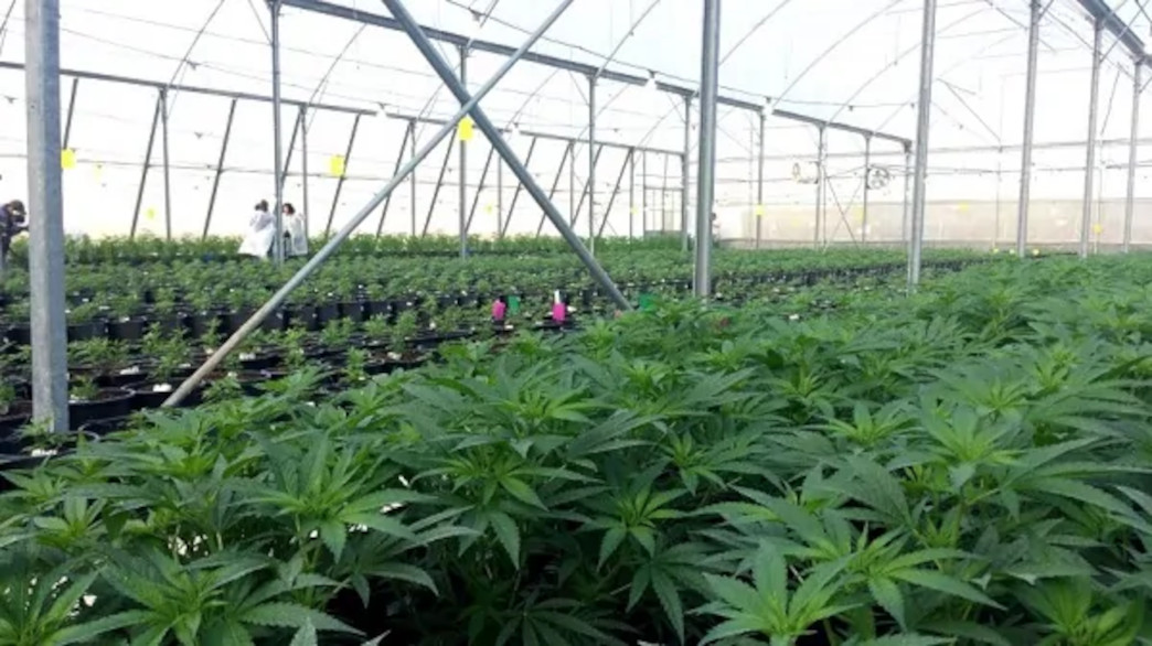 coltivazone-canapa-in-serra