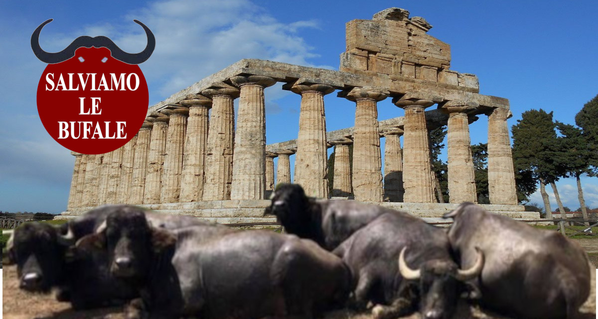 bufale-a-paestum