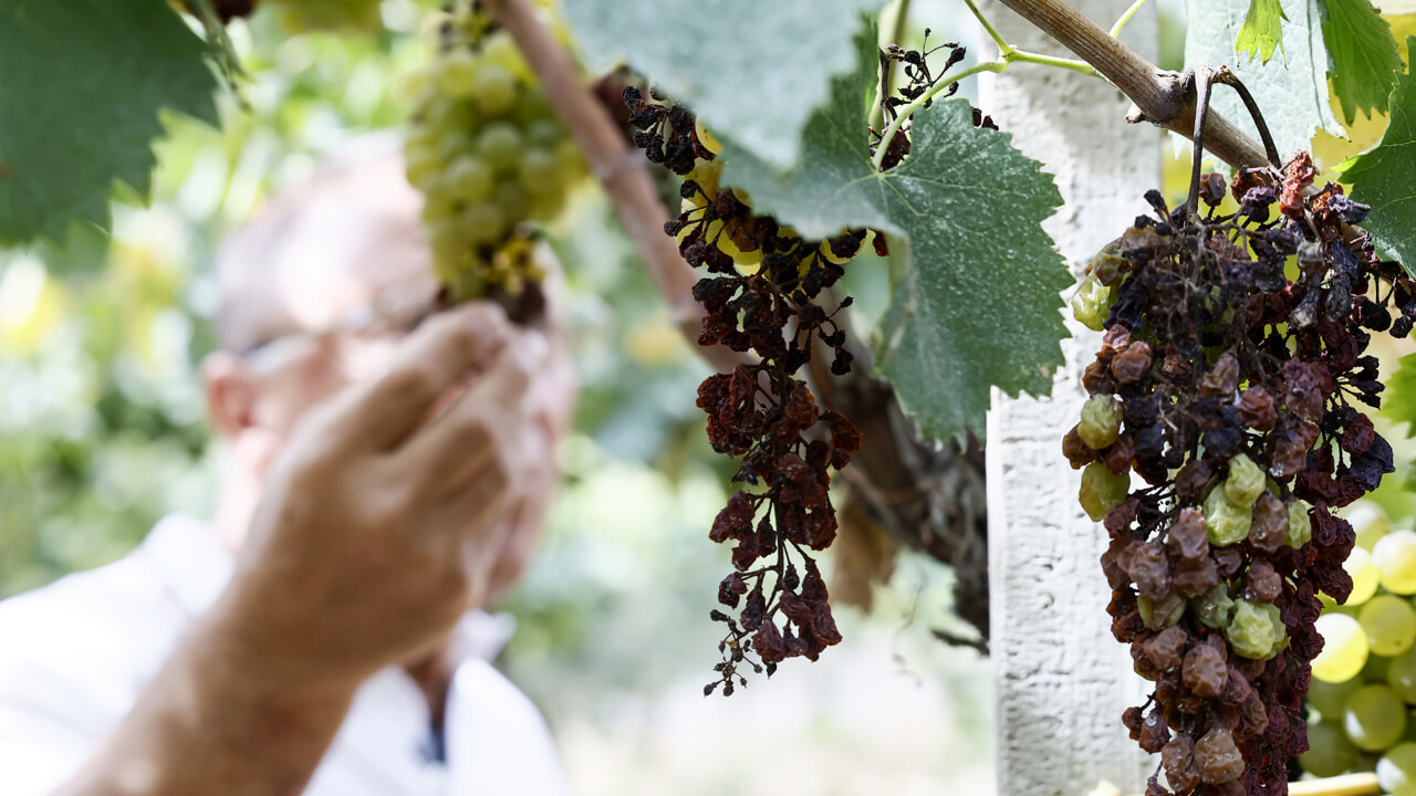 siccita agricoltura lapresse