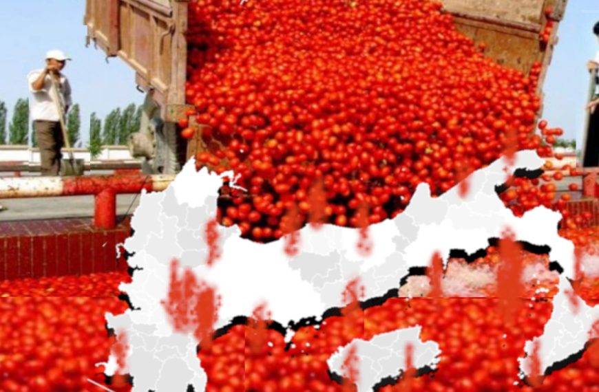 Dalla Cina all’Egitto: l’Import di pomodoro…