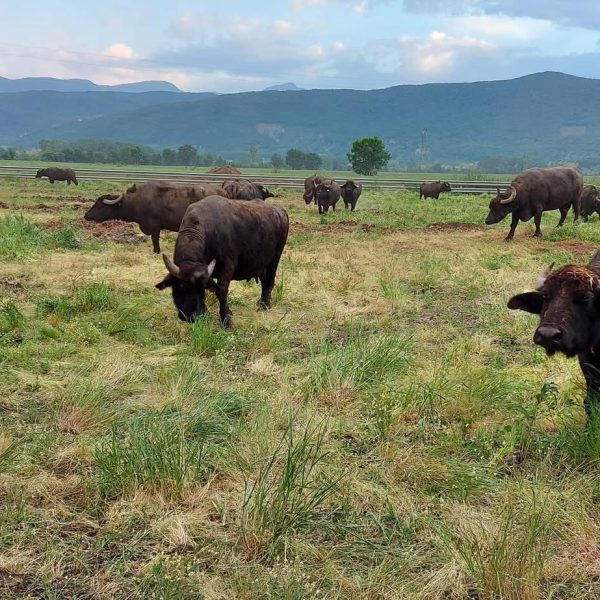 Senza tracciabilità il latte di bufala perde valore. E a pagare siamo noi e i consumatori