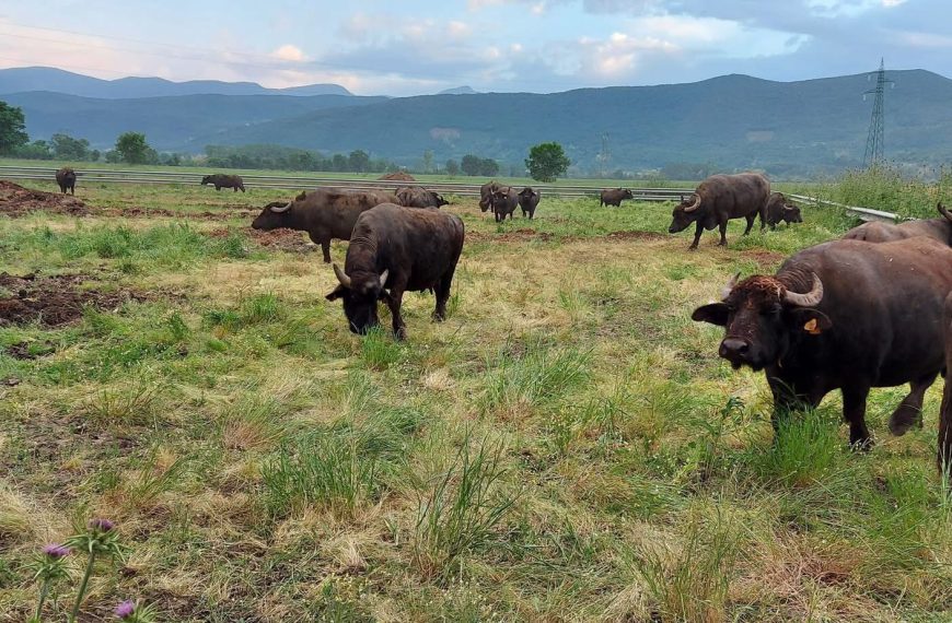 Senza tracciabilità il latte di bufala perde valore. E a pagare siamo noi e i consumatori
