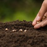 person-planting-seeds-in-a-garden