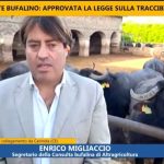 MIGLIACCIO_DICHIARAZIONE_17.4.26