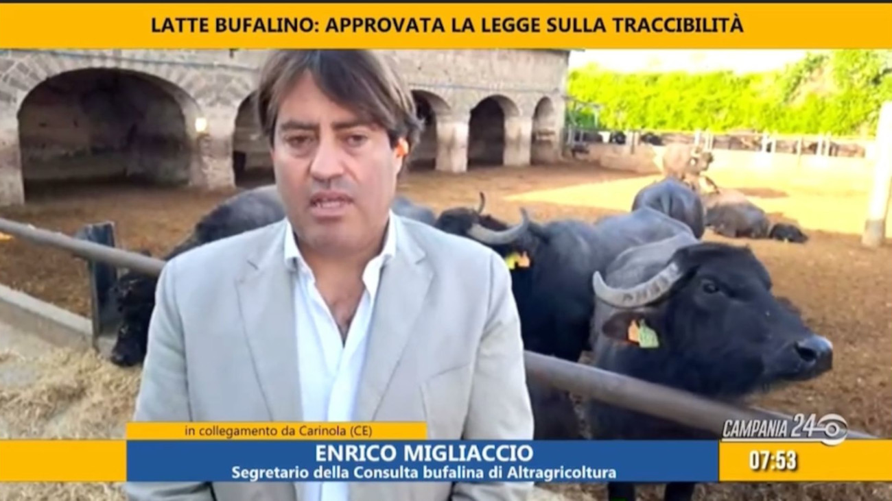 Tracciabilità del latte di bufala: la riforma è legge. Una vittoria del sindacato e degli allevatori