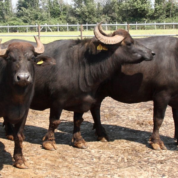 Dal 29 maggio i conti della filiera bufalina dovranno tornare davvero. La Consulta Bufalina ne sarà garante