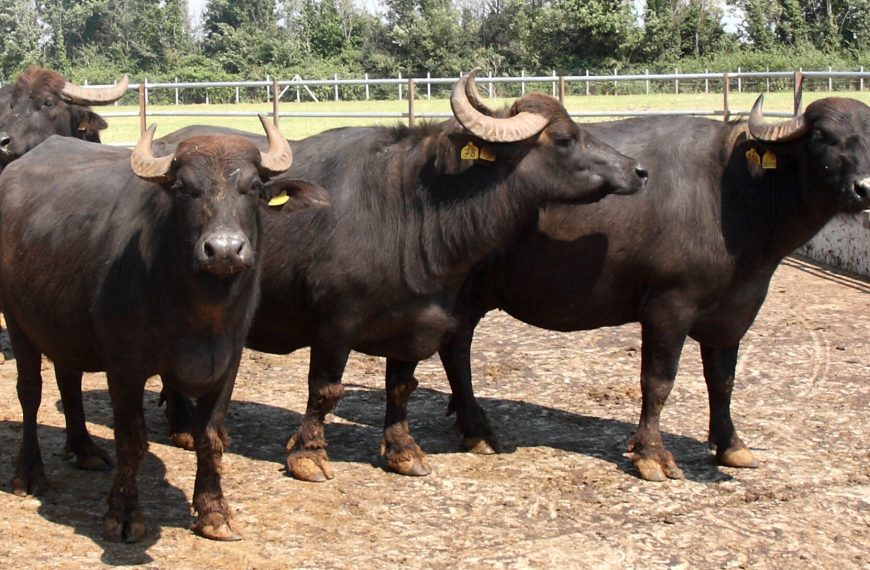 Dal 29 maggio i conti della filiera bufalina dovranno tornare davvero. La Consulta Bufalina ne sarà garante