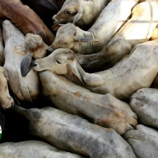 Avevamo ragione: Commissione di esperti dell’UE blocca importazione carne dal Brasile. Ora fermare l’accordo