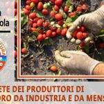 Nasce la Rete dei Produttori di Pomodoro mentre il comparto si disarticola