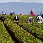 lavoro_campi-e1620188051172
