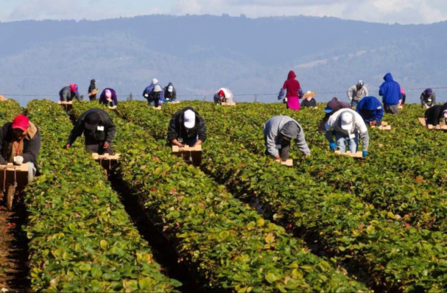 Il lavoro agricolo a Roma in due mosse, Oggi il Sifus dal Ministro, fra un mese la LILCA