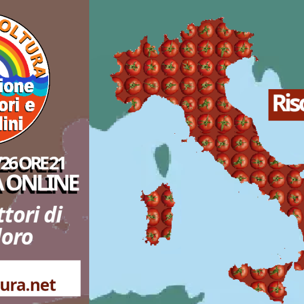 La Federazione degli Agricoltori e dei Contadini convoca incontro con i produttori di pomodoro