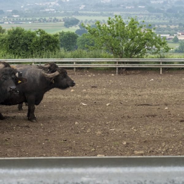 Benessere animale, allarme nelle stalle campane. Premi ridotti e nessuna certezza per il 2027