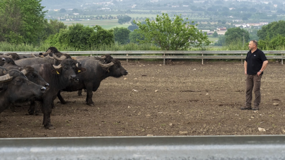 Benessere animale, allarme nelle stalle campane. Premi&hellip;