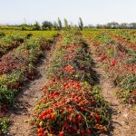 testata-articolo-pomodoro