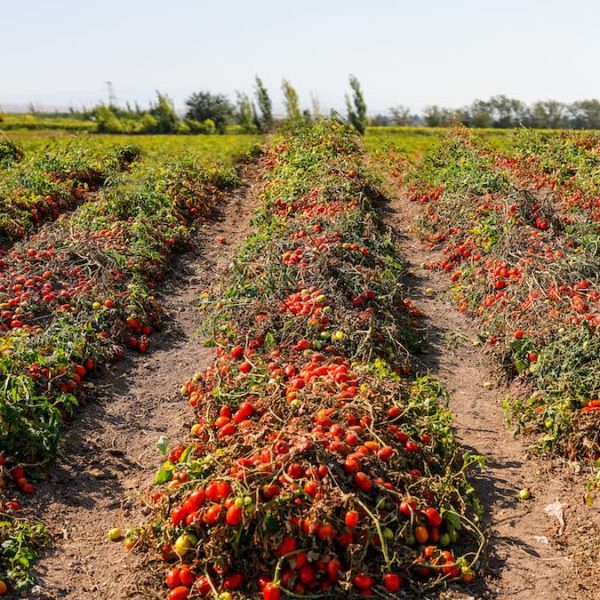 Filiera del pomodoro da industria. Fattore tempo, asimmetrie contrattuali e rischi di impresa