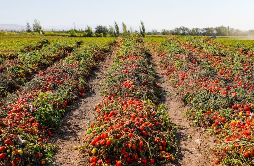 Filiera del pomodoro da industria. Fattore tempo, asimmetrie contrattuali e rischi di impresa