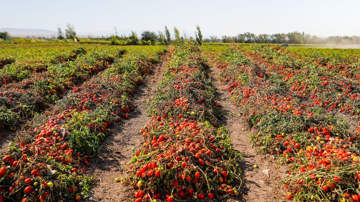 Filiera del pomodoro da industria. Fattore&hellip;