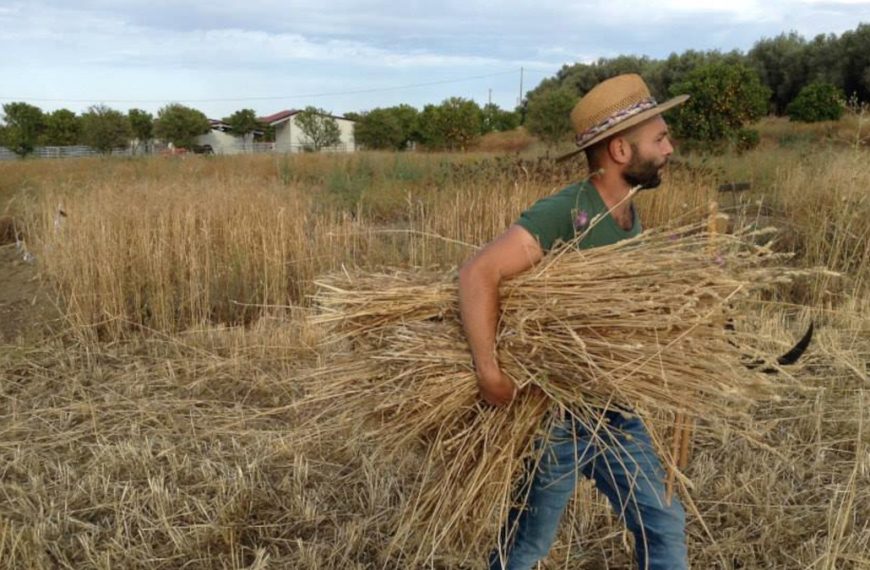 Nuove intimidazioni in Sicilia ai contadini della Via del grano. La denuncia di Feltri