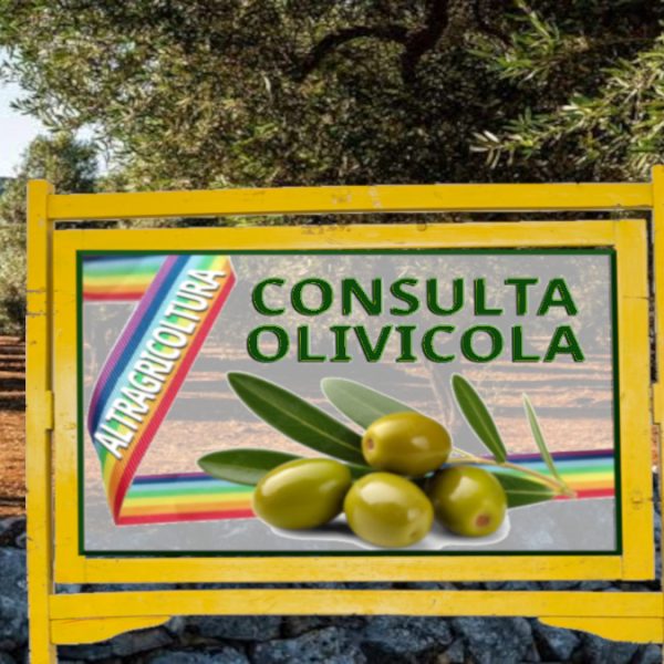 La consulta olivicola di Altragricoltura al lavoro. Primo: dichiarare lo stato di crisi