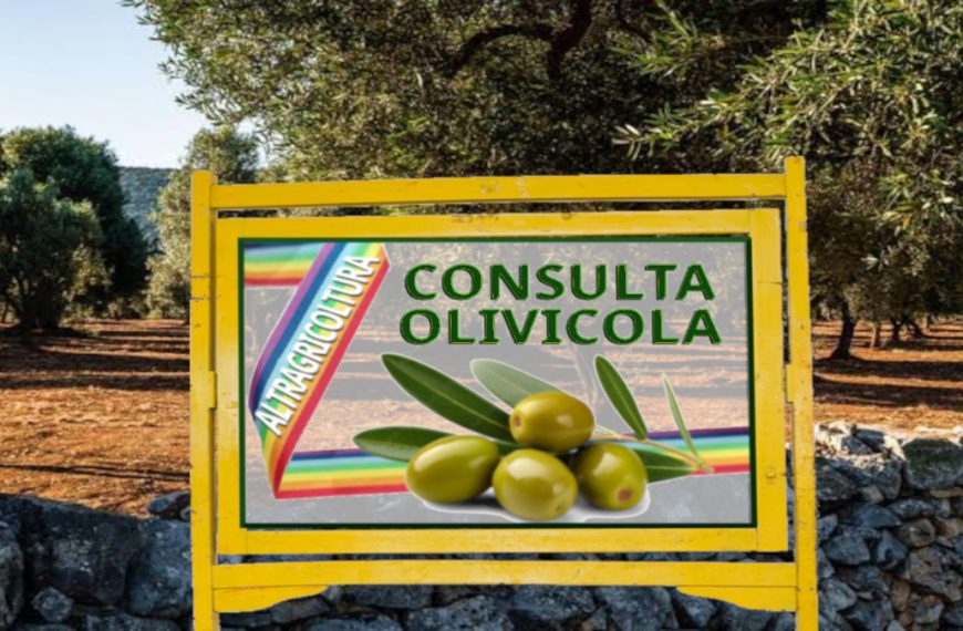 La consulta olivicola di Altragricoltura al lavoro. Primo: dichiarare lo stato di crisi