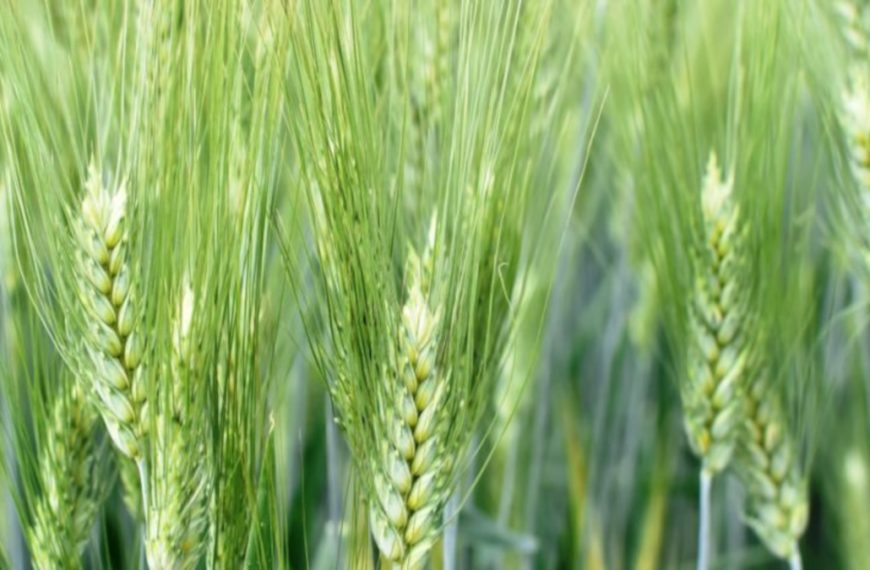 Il grano italiano è di gran lunga superiore ma il suo prezzo continua a scendere