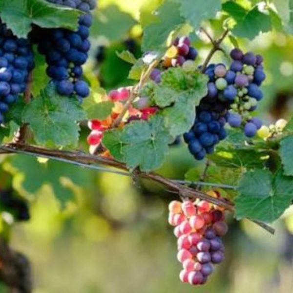 Vino: la filiera brucia valore. Chi paga il costo del riequilibrio? Le proposte di Altragricoltura