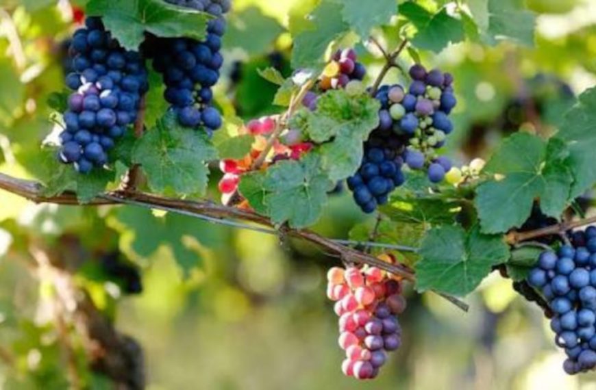 Vino: la filiera brucia valore. Chi paga il costo del riequilibrio? Le proposte di Altragricoltura