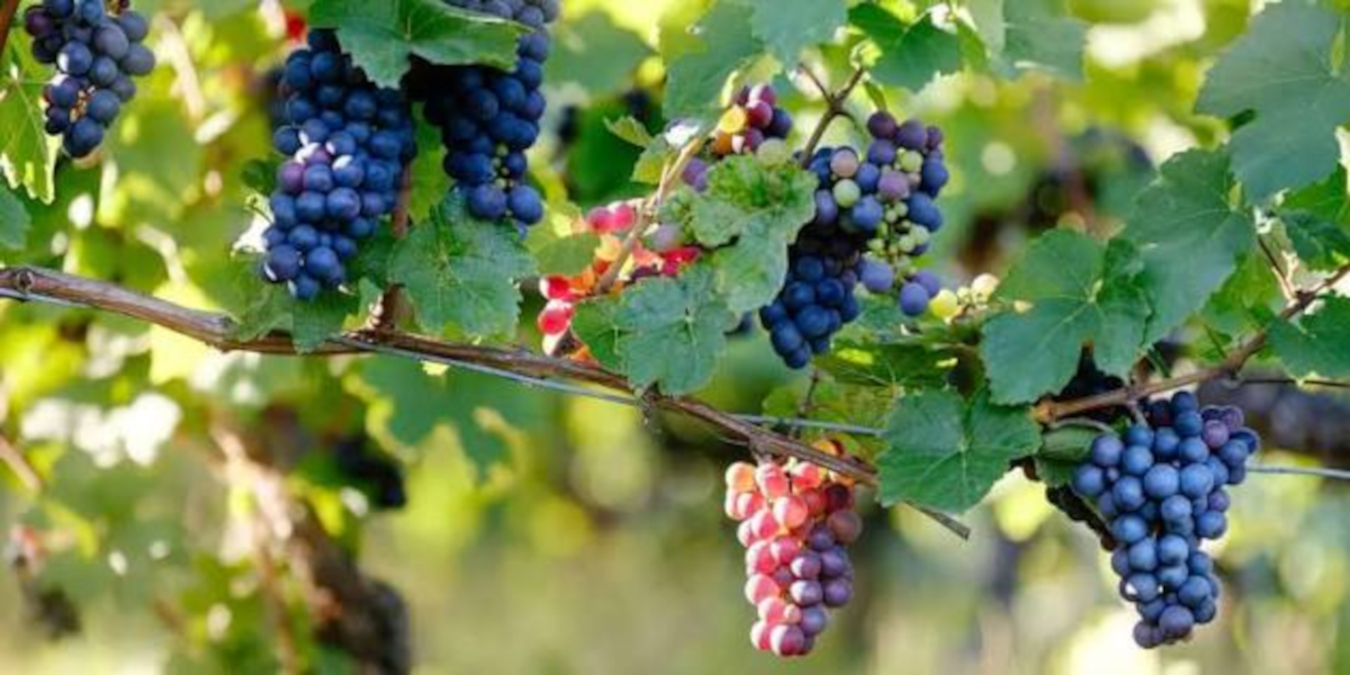 Vino: la filiera brucia valore. Chi paga&hellip;